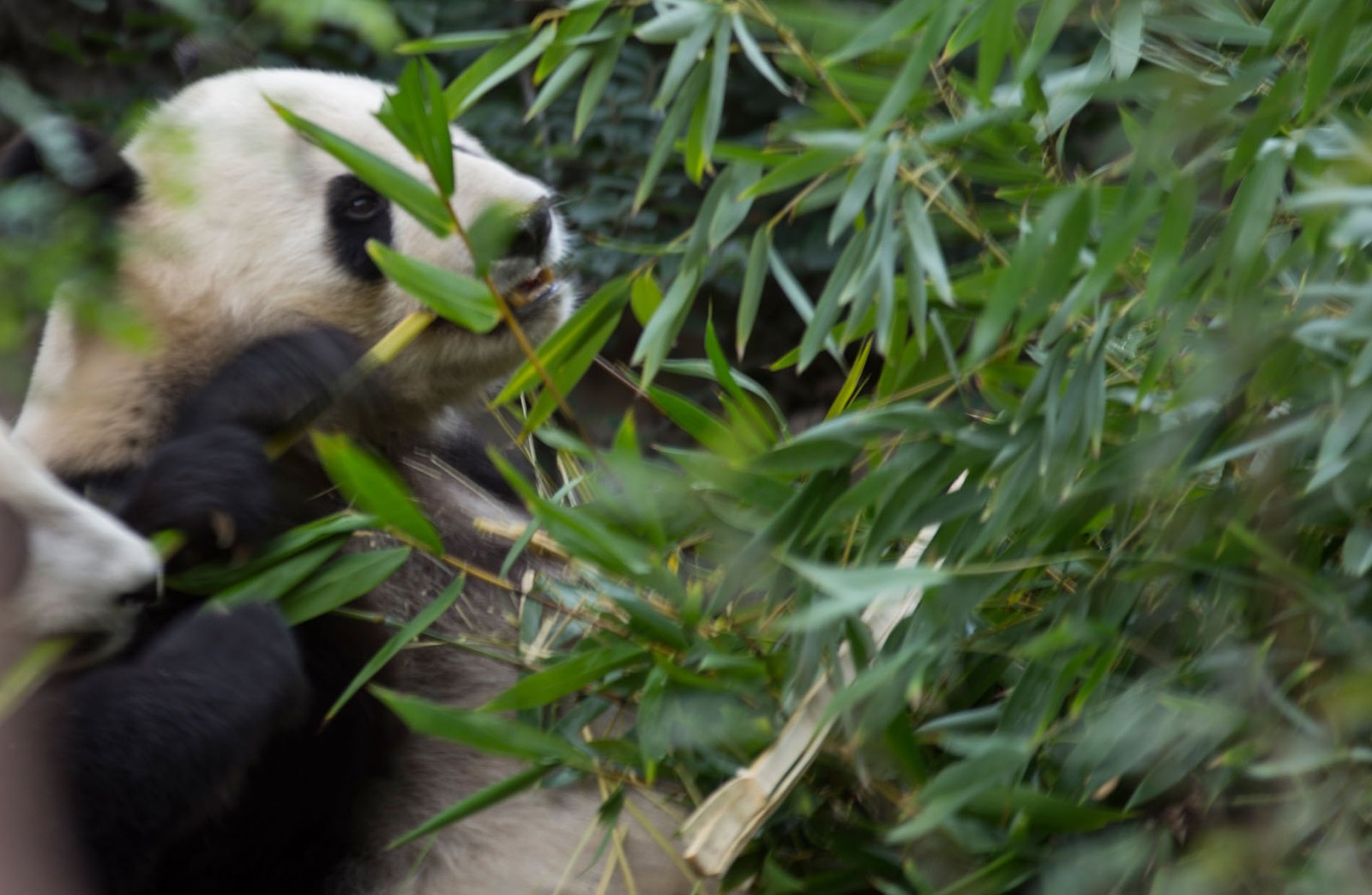 San Diego Zoo Part I 180